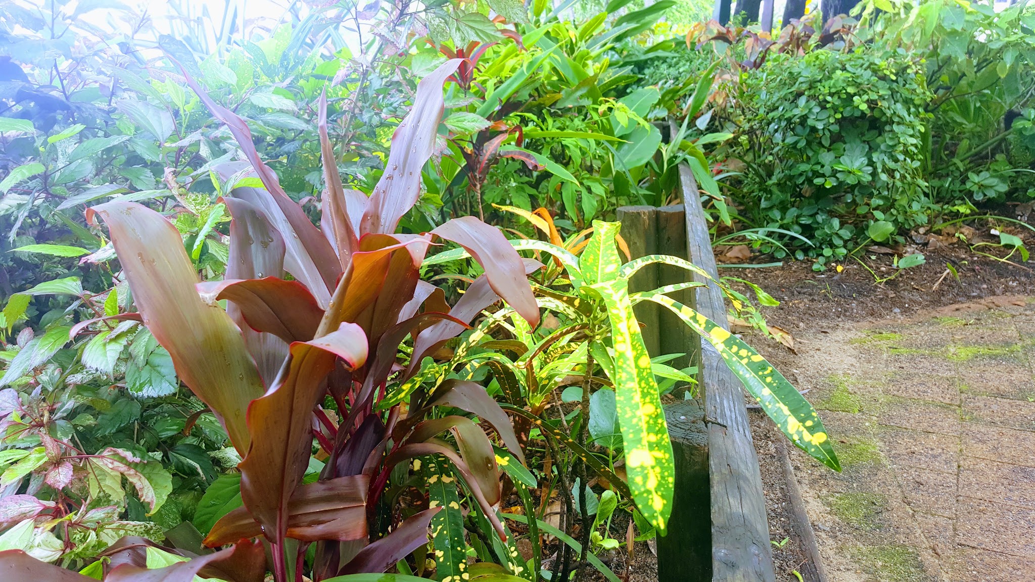 Close up of a planted border, cordyline and croton foliage against a timber garden edge.